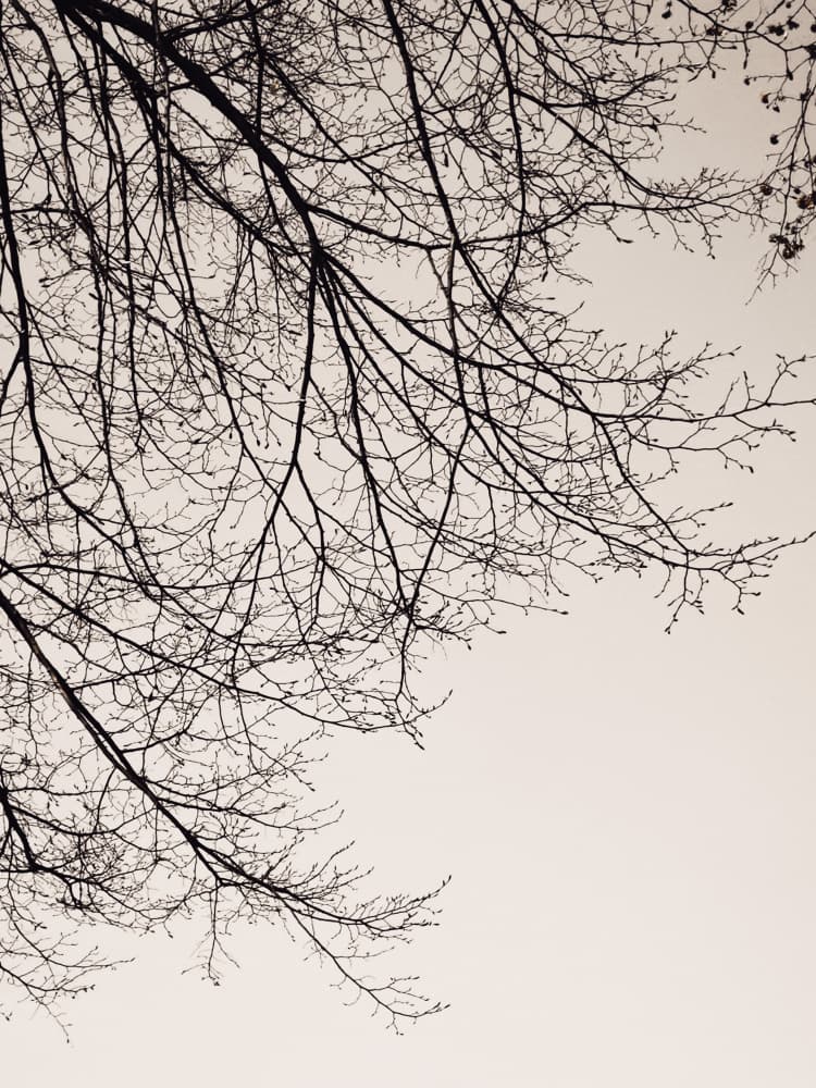 Bare Winter Branches by Bilge Paksoylu — canvas wall art