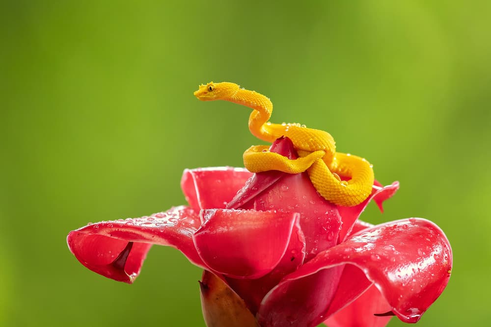 Yellow Viper Red Bloom by Milan Zygmunt — canvas wall art