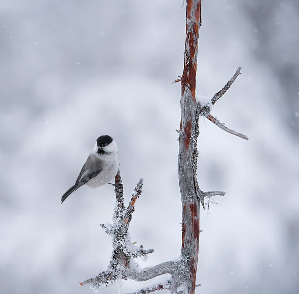 Snowy Winter Bird by Erik Engström — canvas wall art
