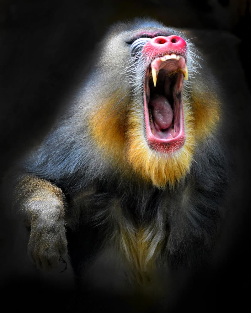 Intense Mandrill Roar by Antonyus Bunjamin (Abe) — canvas wall art