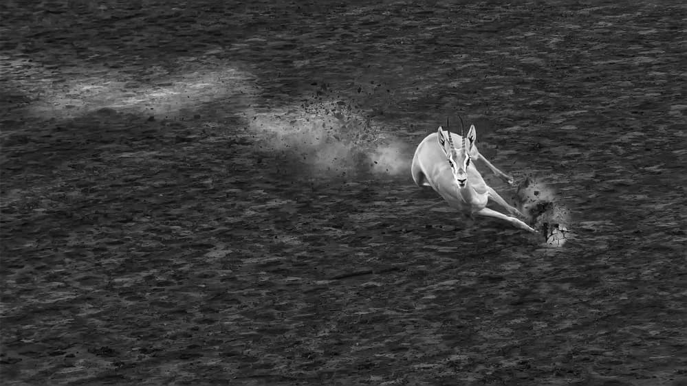 Running Gazelle by Jun Zuo — canvas wall art