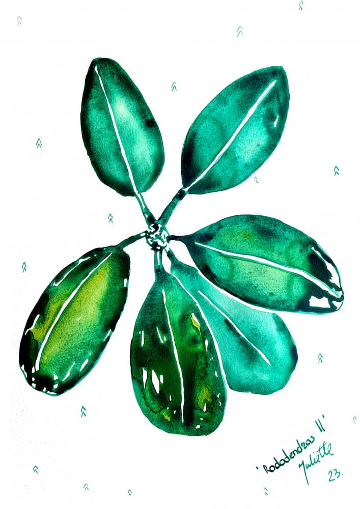 Fresh Rhododendron Leaves by Julija Belickienė — canvas wall art