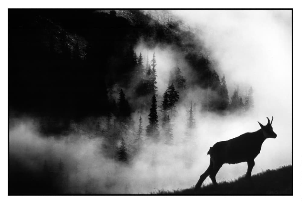 Chamois In Mountain Mist by Jacek Stefan — canvas wall art