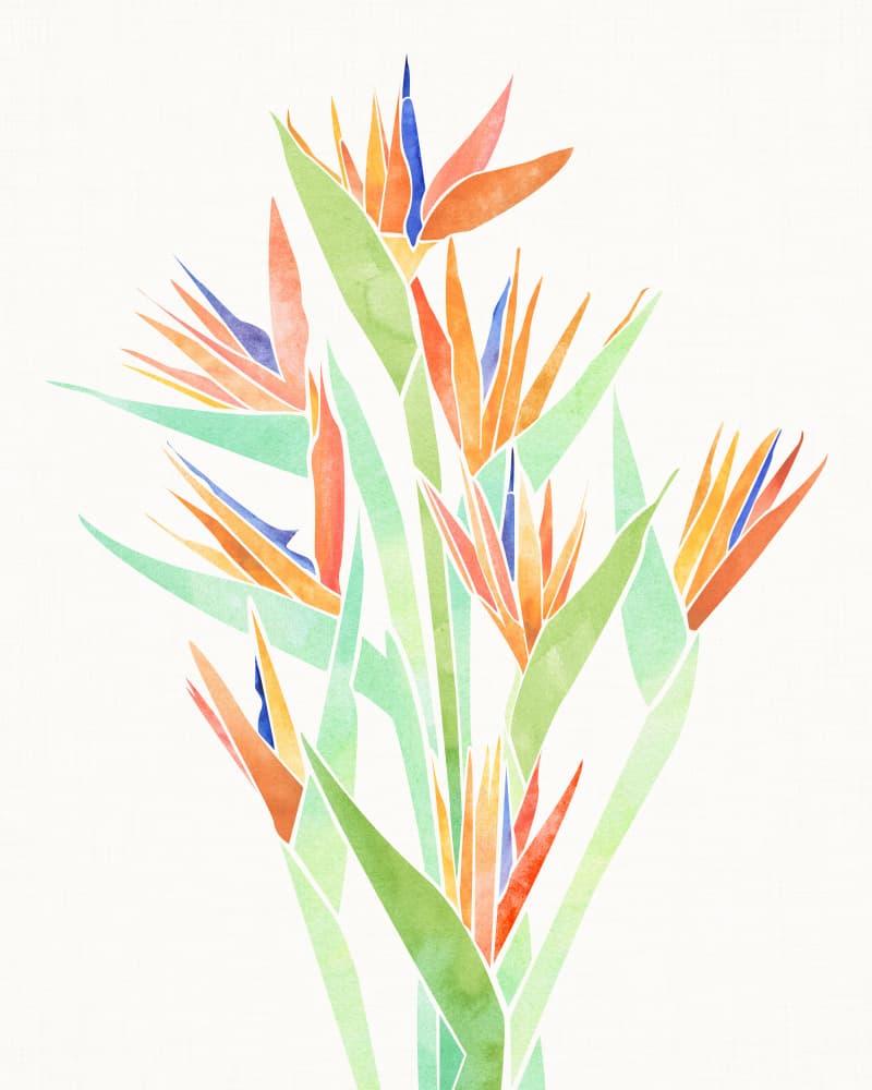Birds of Paradise 2 by Kristian Gallagher — canvas wall art