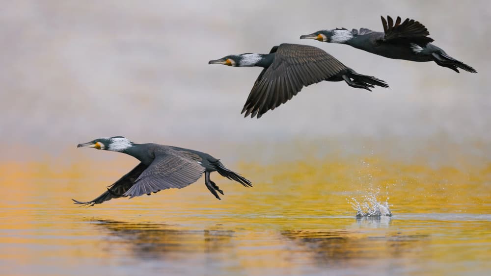 Dynamic Cormorant Flight by David Manusevich — canvas wall art