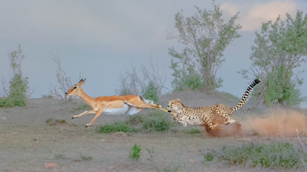 Cheetah Hunting Impala by Sheila Xu — canvas wall art