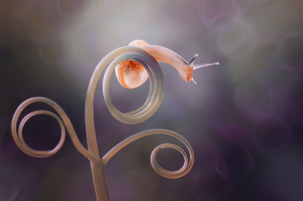 Graceful Snail on Tendril by Edy Pamungkas — canvas wall art