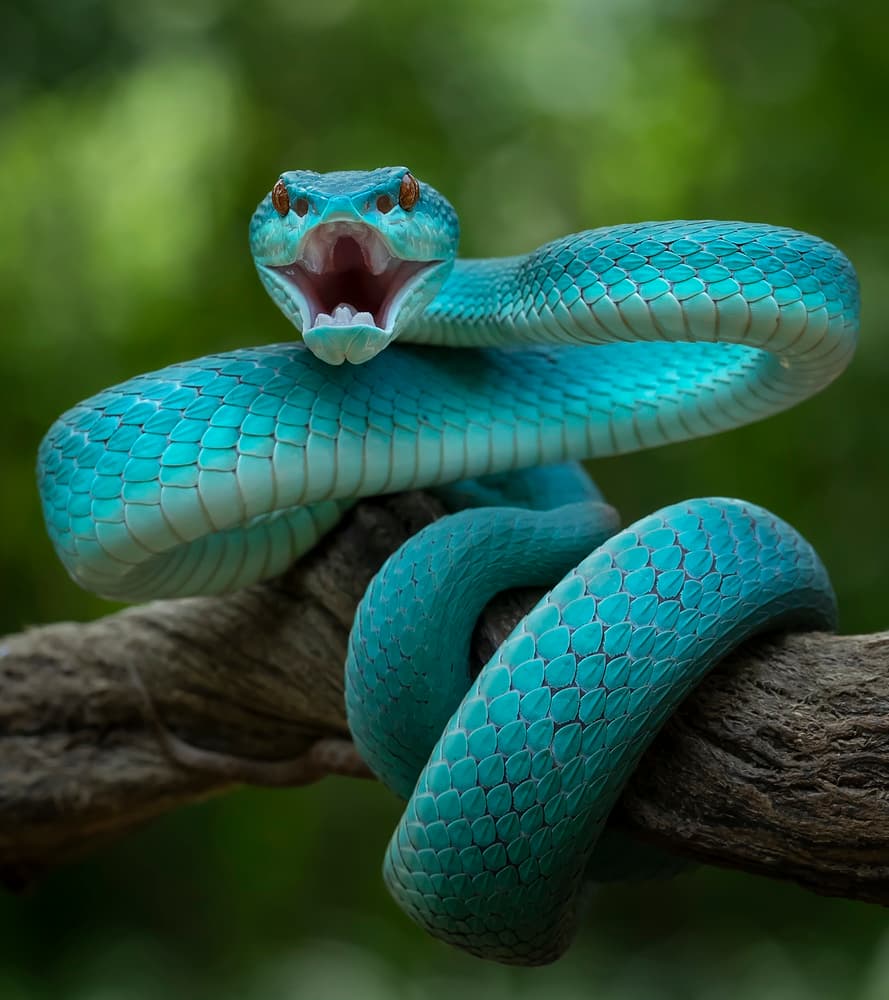 Vibrant Blue Viper by Tantoyensen — canvas wall art