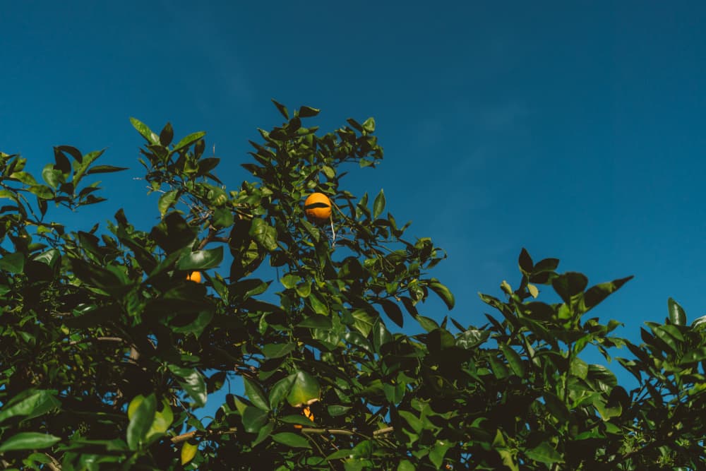 Fresh Oranges Sunny Sky by Bethany Young — canvas wall art