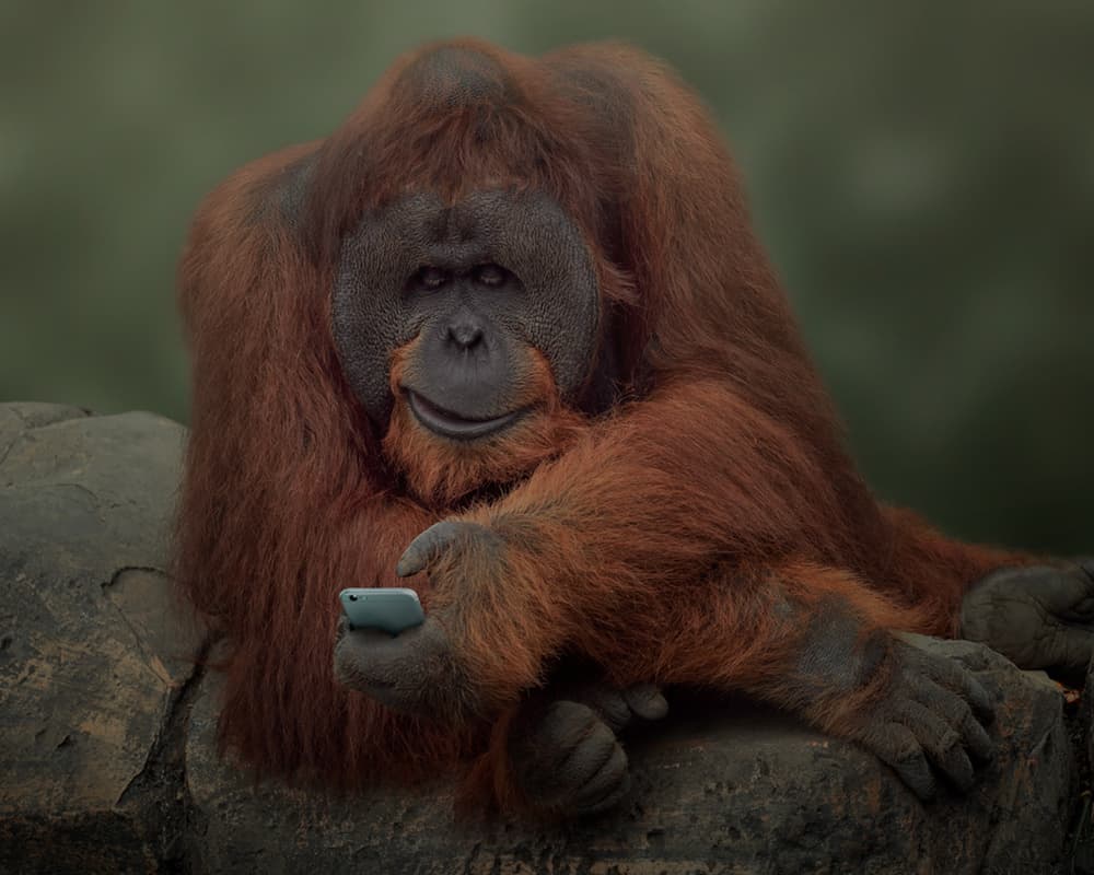 Orangutan With Smartphone by Rudi Gunawan — canvas wall art