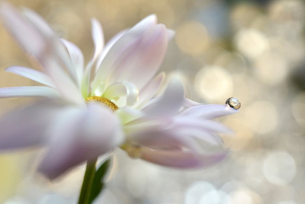 Soft Petal Droplet by Heidi Westum — canvas wall art