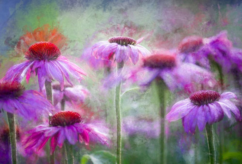 Dreamy Purple Coneflowers by Ulrike Eisenmann — canvas wall art