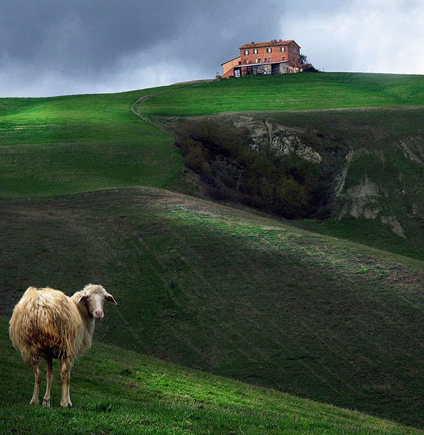 Lone Sheep Rolling Hills by Luciano Caturegli — canvas wall art