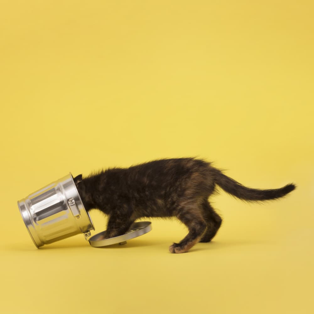 Kitten In Bucket by Julia Ramiro — canvas wall art
