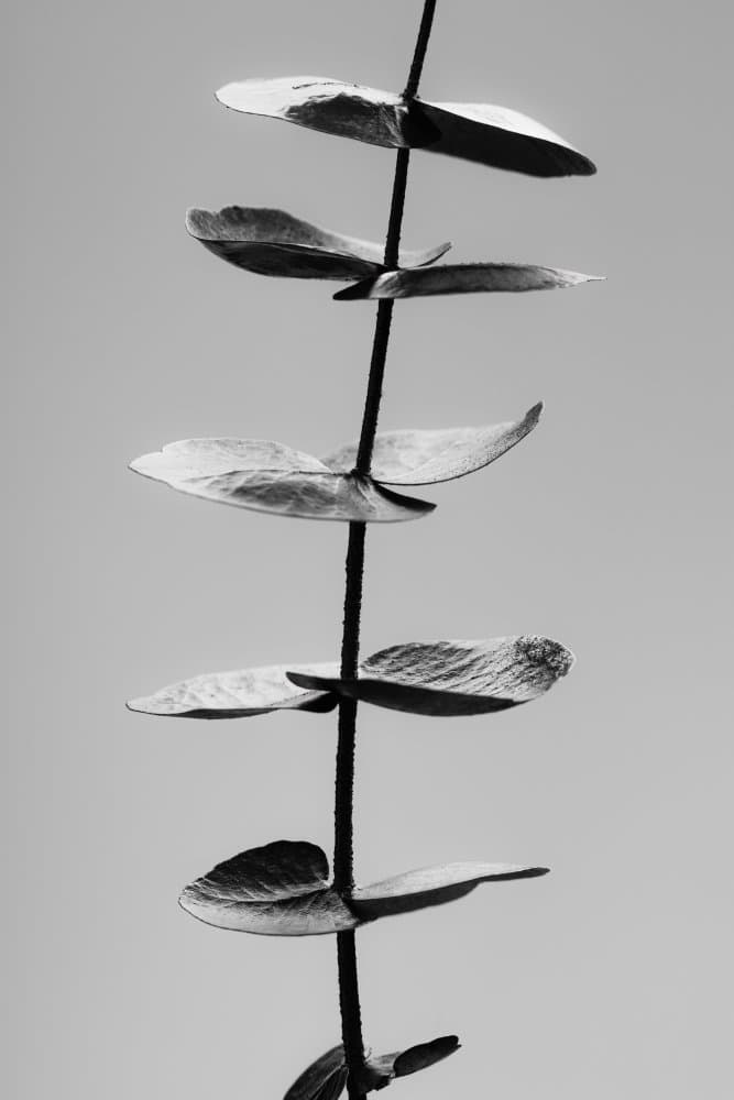 Serene Eucalyptus Leaves by Pictufy Studio III — canvas wall art