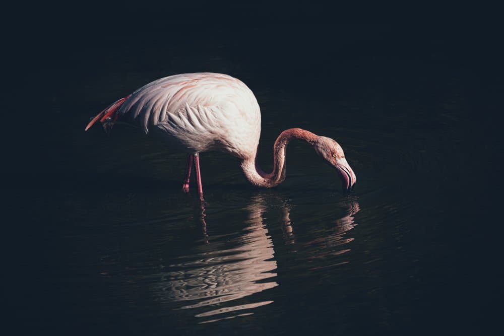 Pink Flamingo Reflection by Marco Tagliarino — canvas wall art