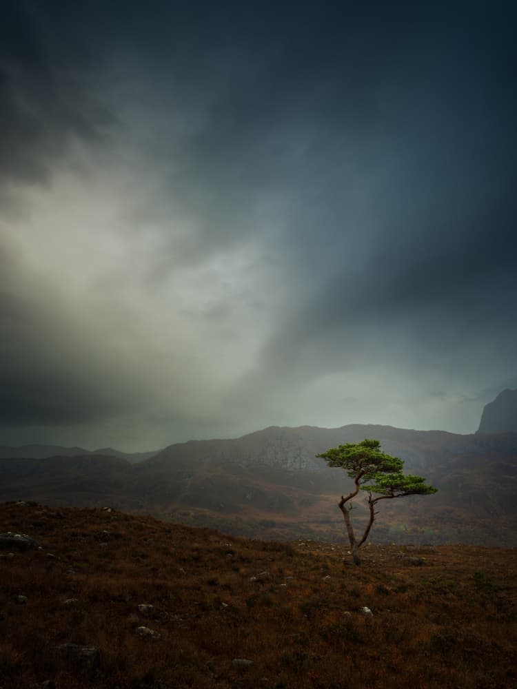 Solitary Highland Tree by Radek Pohnan — canvas wall art