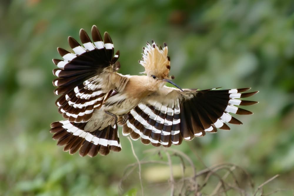 Hoopoe In Flight by Rajat Dhesi — canvas wall art
