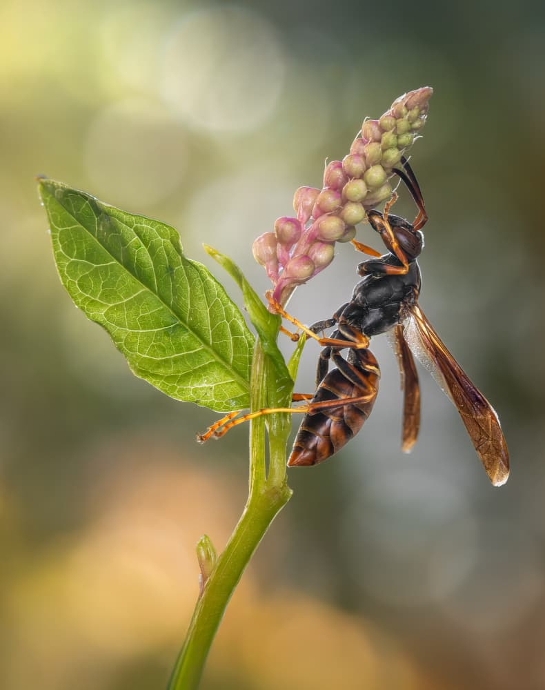 Paper Wasp on Bloom by Atul Saluja — canvas wall art