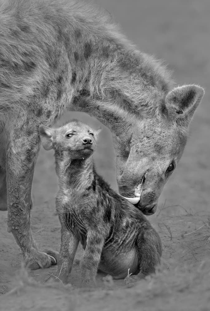 Hyena Mother and Cub by Hong Chen — canvas wall art