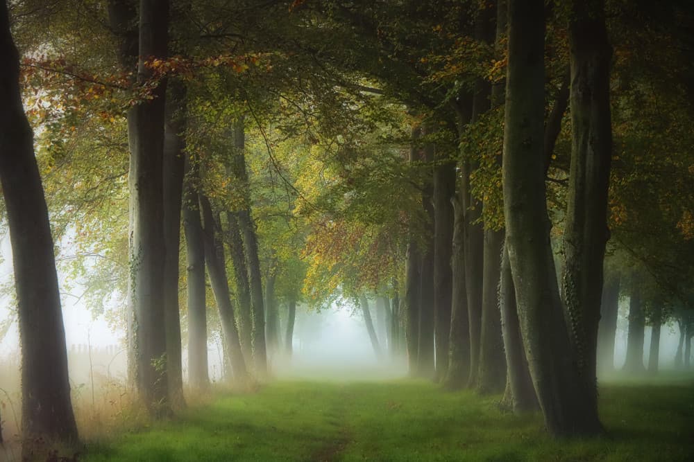 Misty Forest Path by Hilda van der Lee — canvas wall art