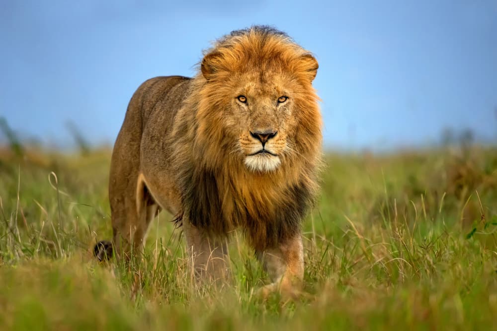 Majestic Lion on Patrol by Xavier Ortega — canvas wall art