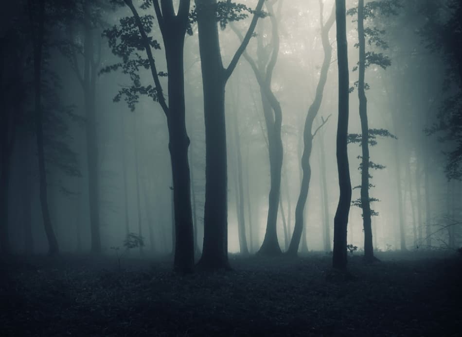 Mysterious Misty Forest by PhotoCosma — canvas wall art