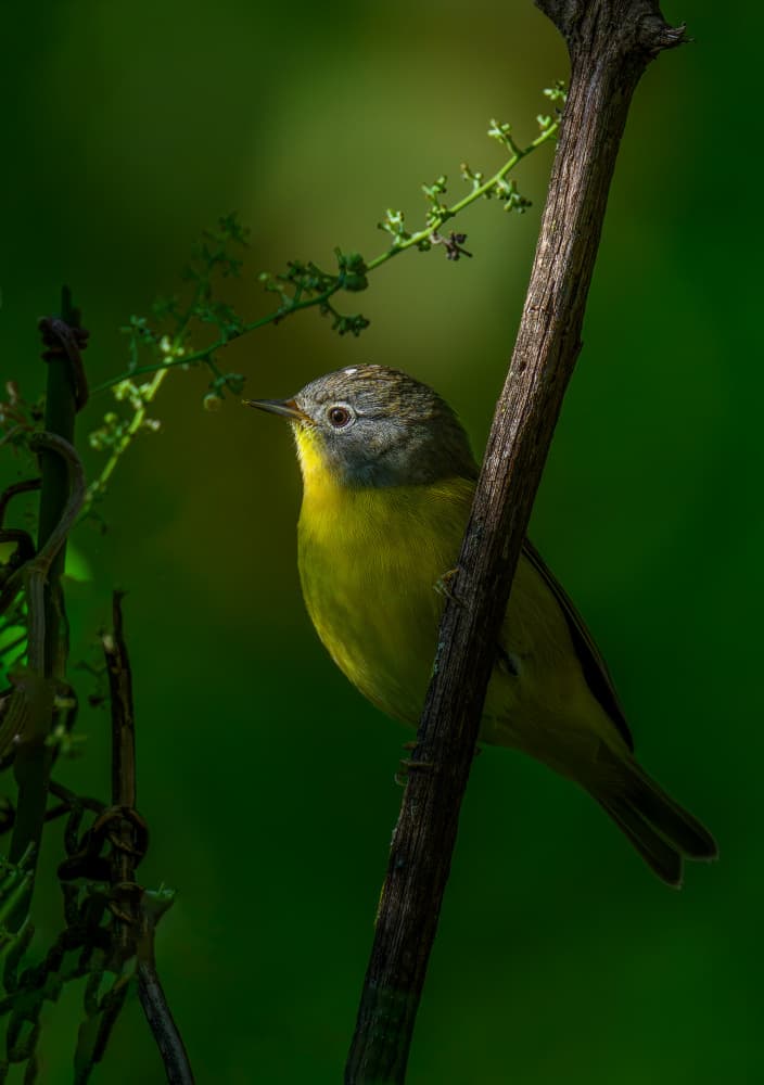 Yellow Songbird Perched by Mike He — canvas wall art