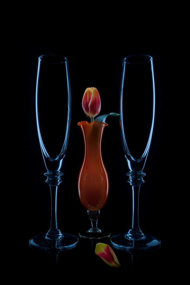 Intimate Tulip Flutes by Lydia Jacobs — canvas wall art