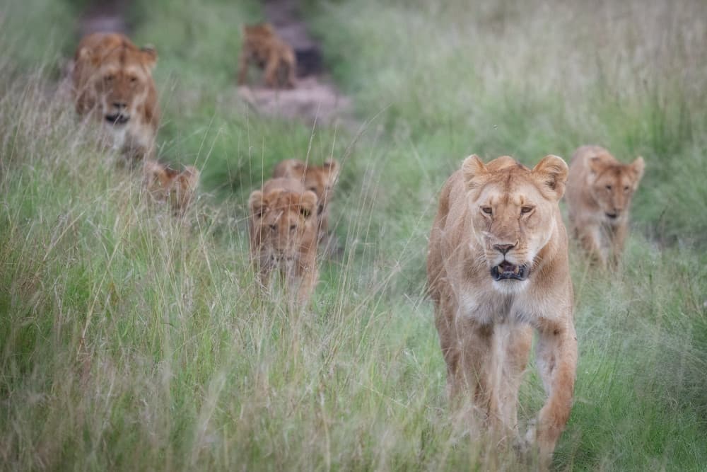 Lion Family in Grass by Luigi Ruoppolo — canvas wall art