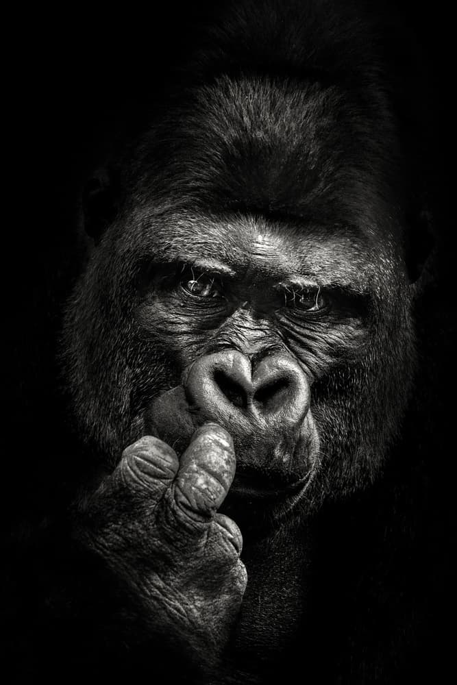 Pensive Gorilla Portrait by Christian Meermann — canvas wall art
