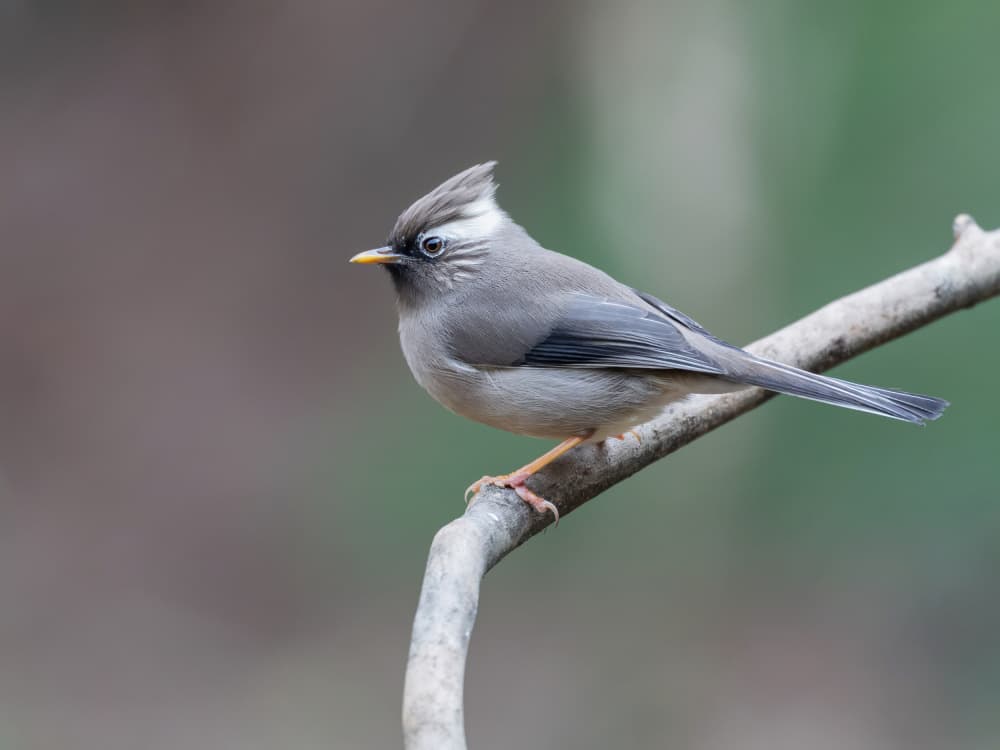 Grey Crested Bird by Taksing (吉星高照) — canvas wall art