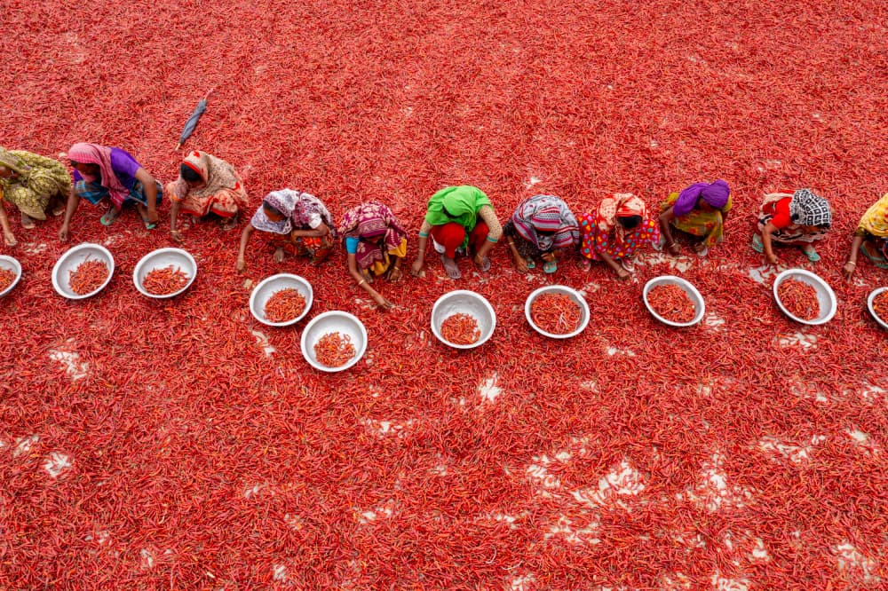 Red Chili Harvest by Azim Khan Ronnie — canvas wall art