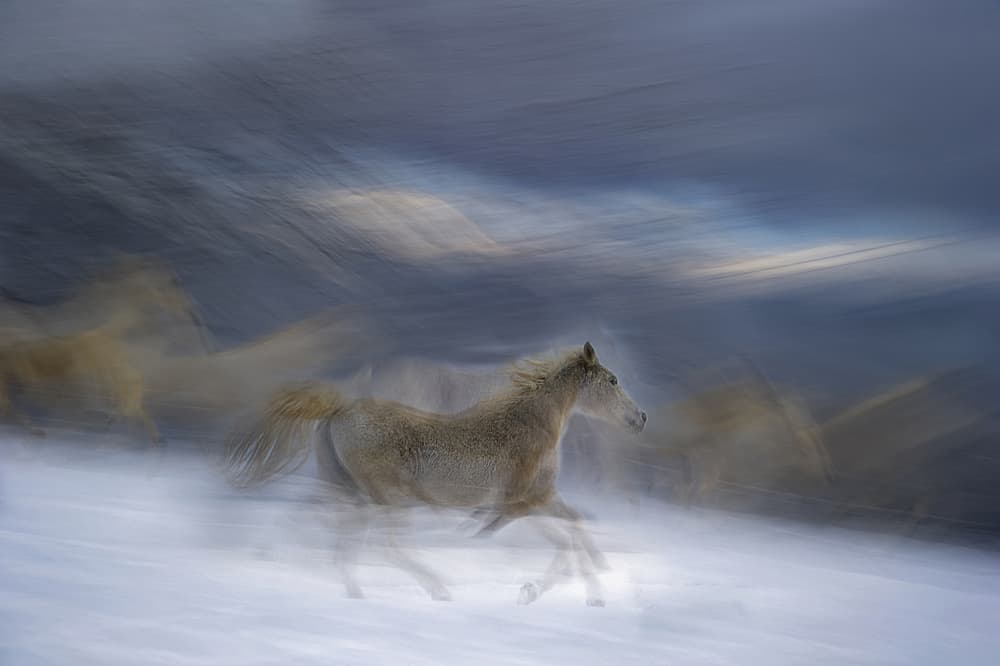 Wild Horses Snow Run by Milan Malovrh — canvas wall art