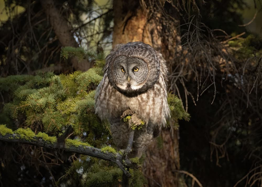 Great Gray Owl Gaze by Tony Xu — canvas wall art