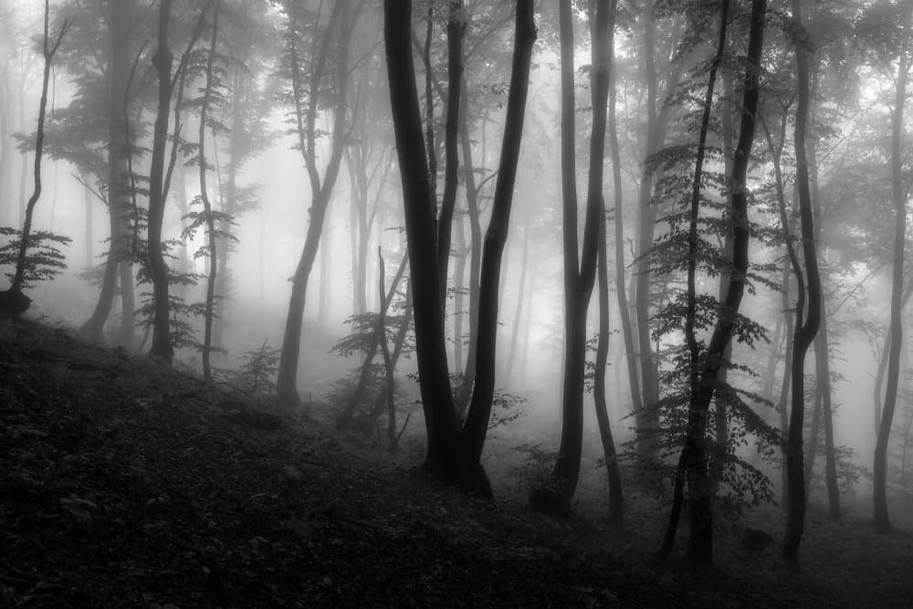 Misty Forest Trees by Thomas de Franzoni — canvas wall art