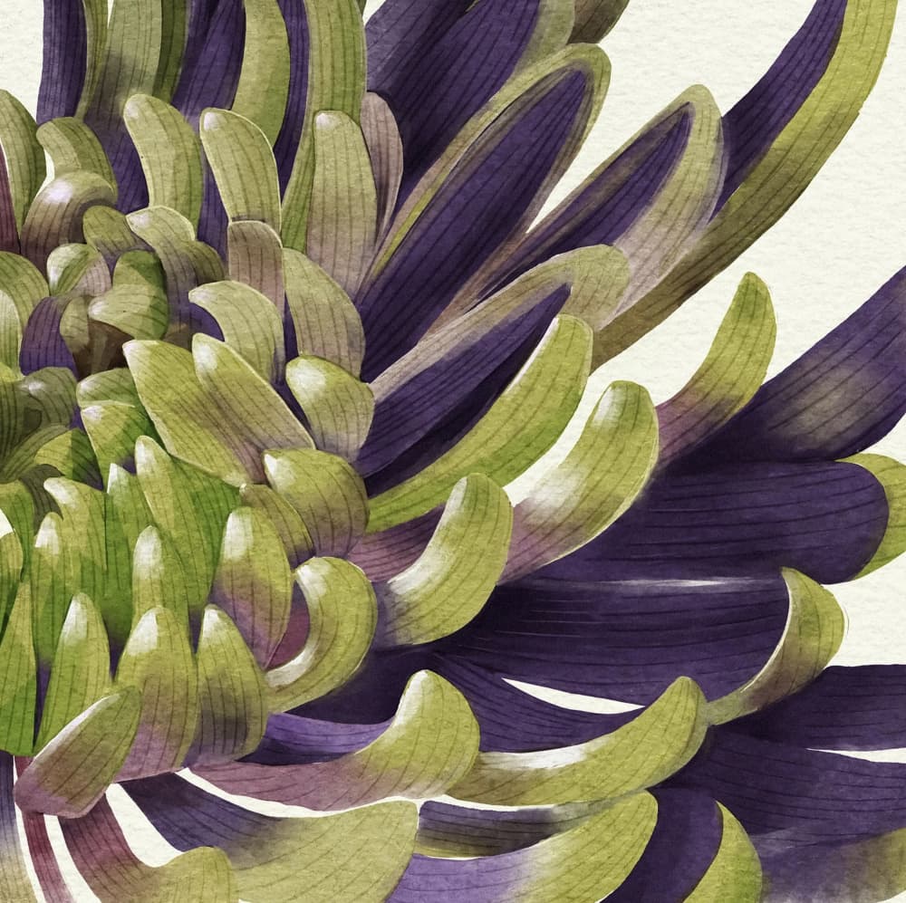 Chrysanthemum by Katie O'Shea — canvas wall art