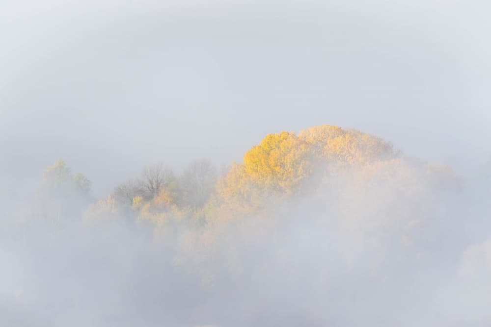 Golden Trees In Fog by Josip Milićević — canvas wall art