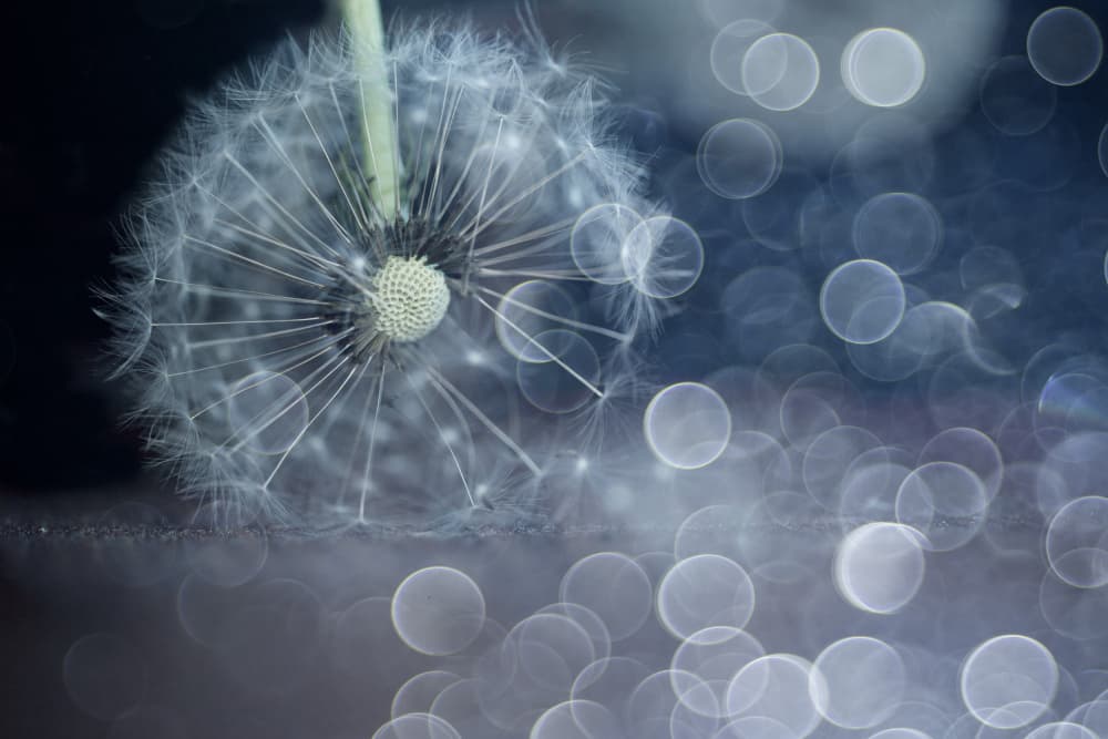 Delicate Dandelion Bokeh by Igor Kopcev — canvas wall art