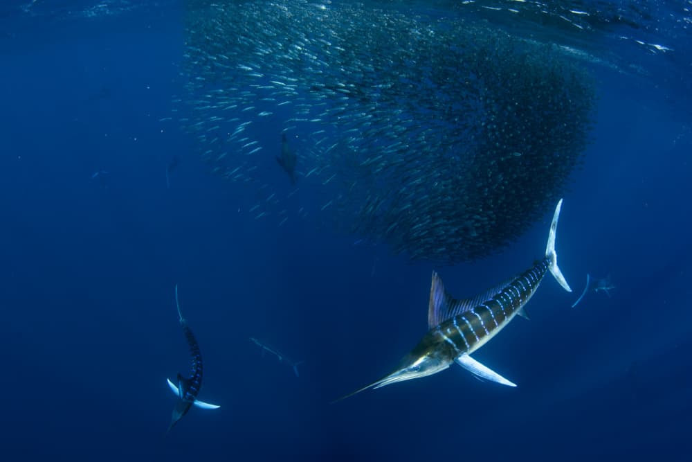 Marlin Bait Ball Hunt by Andrea Izzotti — canvas wall art