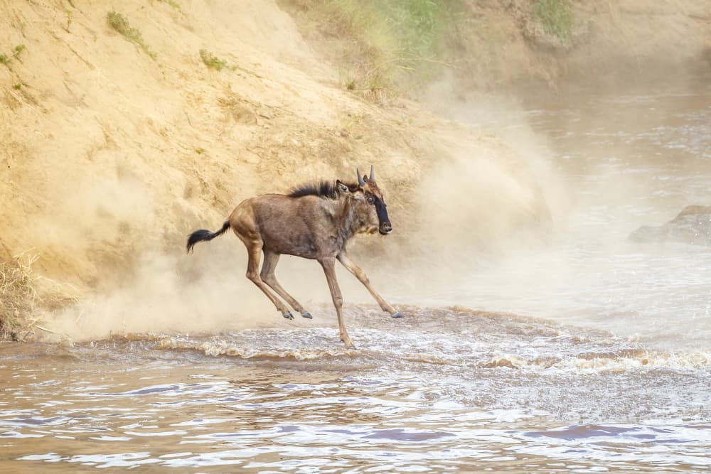 Wildebeest River Jump by Jeffrey C. Sink — canvas wall art