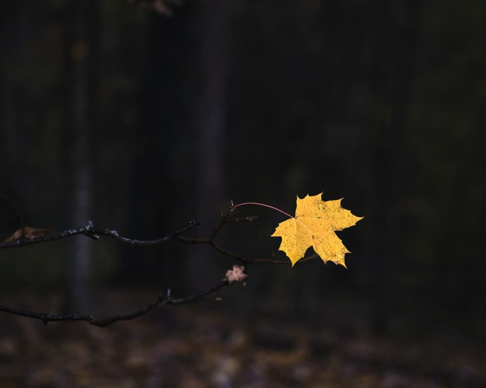 Golden Maple Leaf by Hamed Bank — canvas wall art