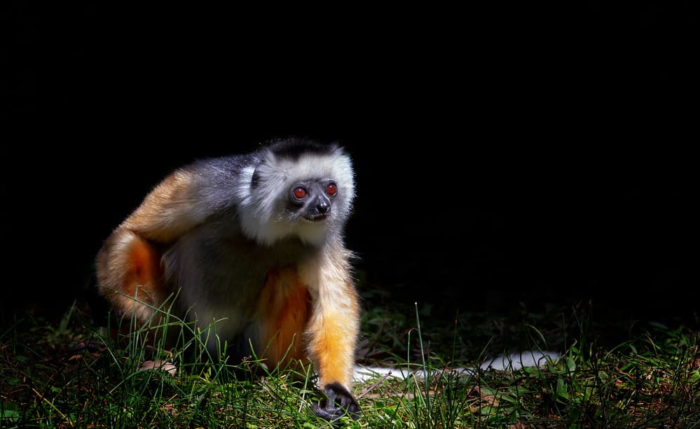 Striking Sifaka Lemur by Phillip Chang — canvas wall art