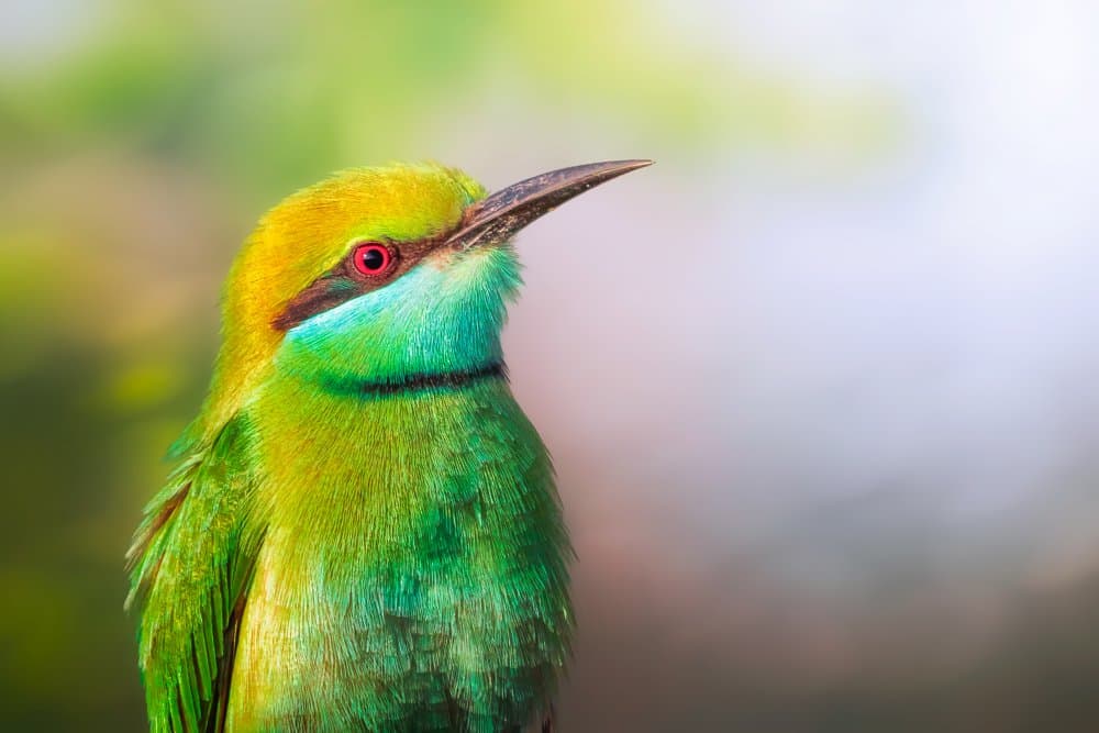 Vibrant Green Bee-eater by Sina Pezeshki — canvas wall art