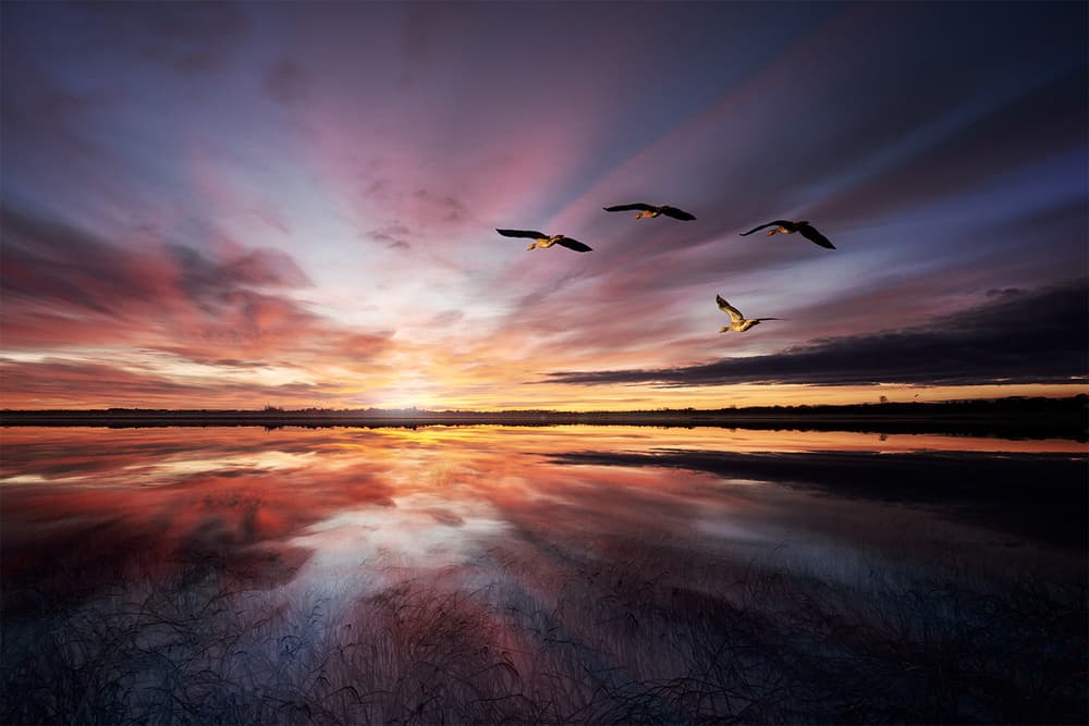 Birds Flying Sunset Reflection by Leif Løndal — canvas wall art