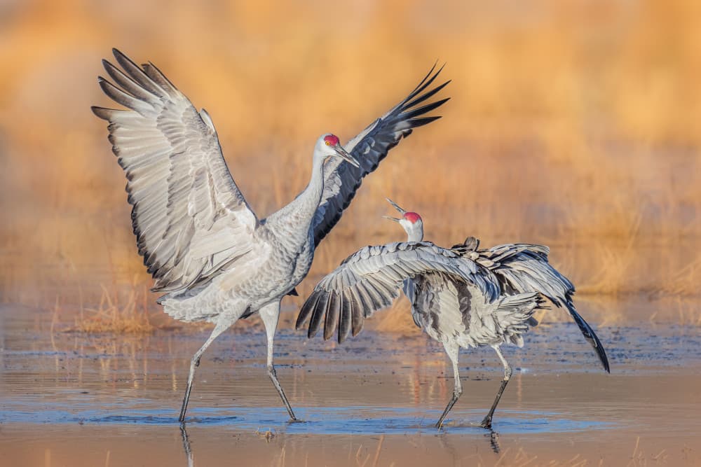 Sandhill Crane Family Display by James Cai — canvas wall art