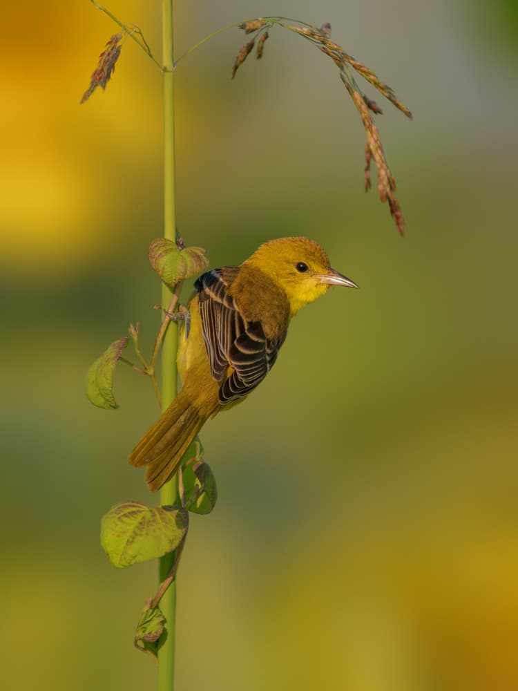 Yellow Bird Perched by Jacob (Jian) Xu — canvas wall art