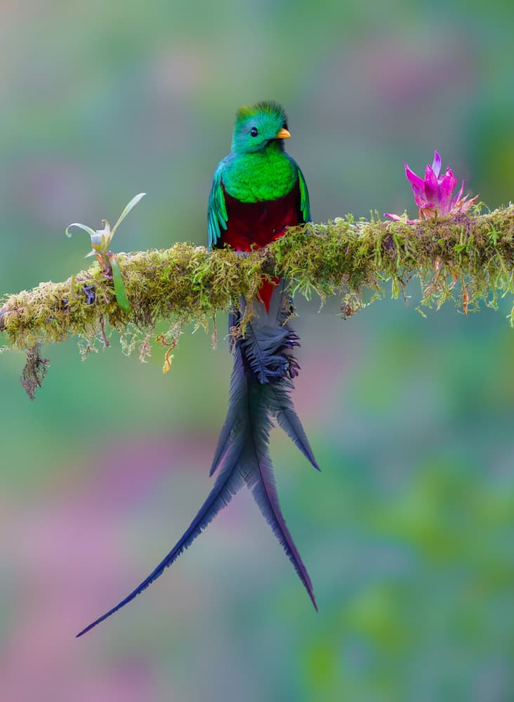 Vibrant Resplendent Quetzal by Mike He — canvas wall art