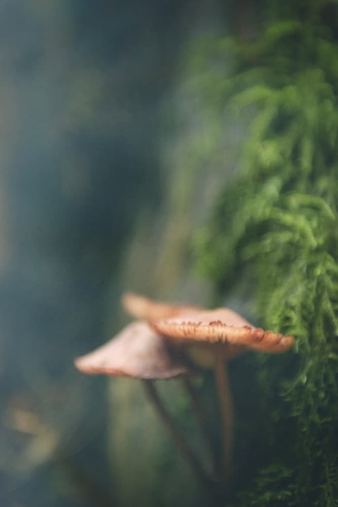 Soft Forest Fungi by Lynann Colligan — canvas wall art