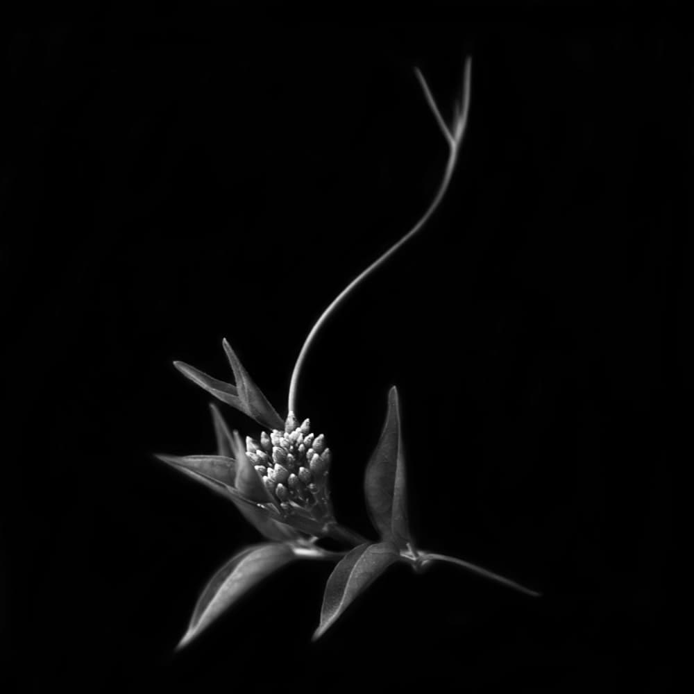 Elegant Botanical Curve by Yvette Depaepe — canvas wall art